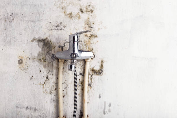 Best Mold Removal Specialists  in St Joseph, MI