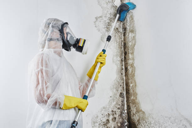 Best Crawl Space Mold Removal  in St Joseph, MI