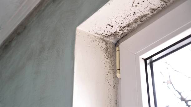Best Mold Damage Repair  in St Joseph, MI