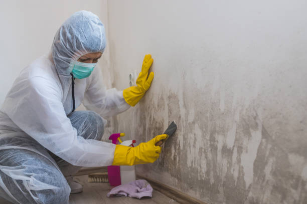Best Crawl Space Mold Removal  in St Joseph, MI