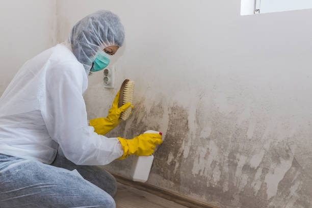 Best Mold Testing  in St Joseph, MI