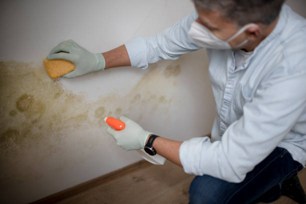Best Professional Mold Removal  in St Joseph, MI