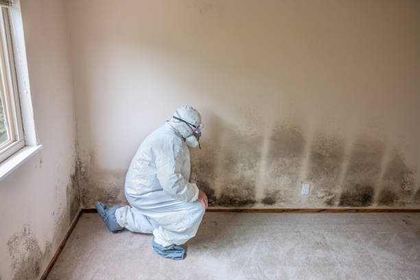 Best Commercial Mold Removal  in St Joseph, MI