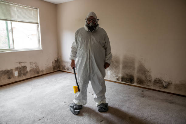 Best Affordable Mold Removal  in St Joseph, MI