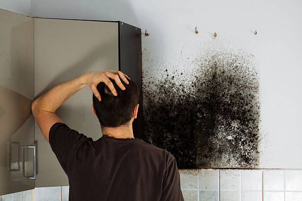 Best Emergency Mold Removal  in St Joseph, MI