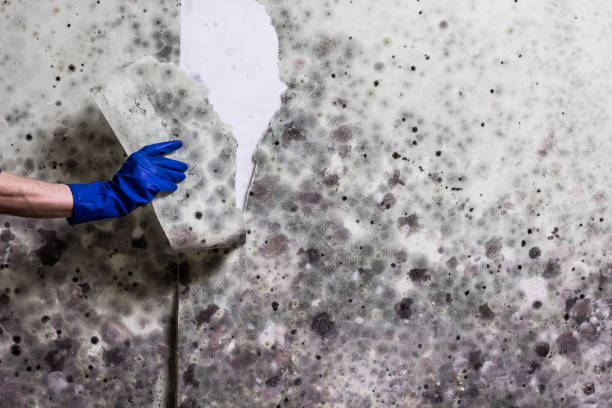 Best Residential Mold Removal  in St Joseph, MI