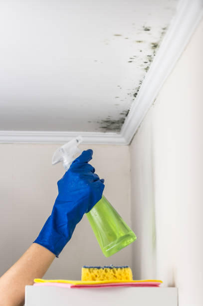 Best Black Mold Removal  in St Joseph, MI